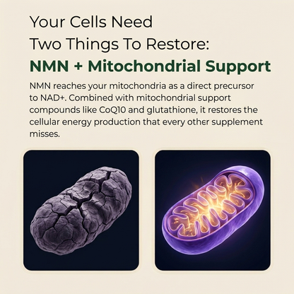 NMN Complex | 10-in-1 Cellular Energy Formula by ACROM™